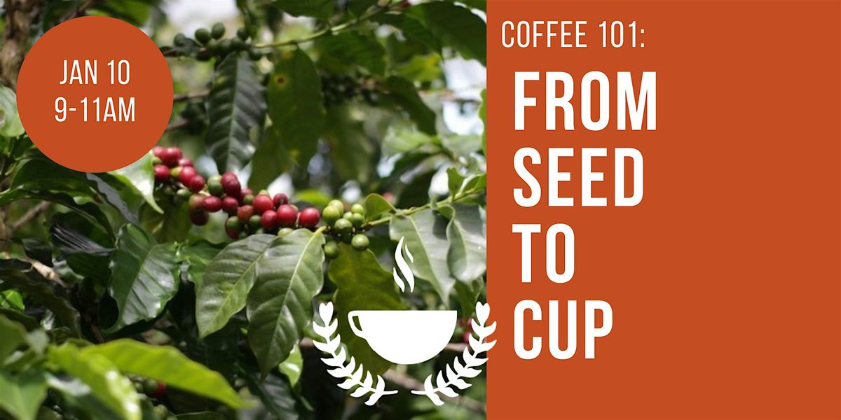 Coffee 101: From Seed to Cup