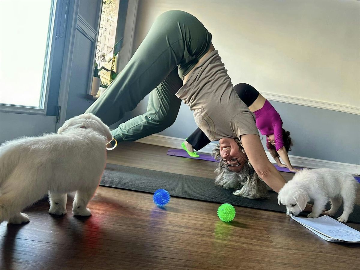 Puppy Yoga: Zen with Shepherd Friends (3pm event)