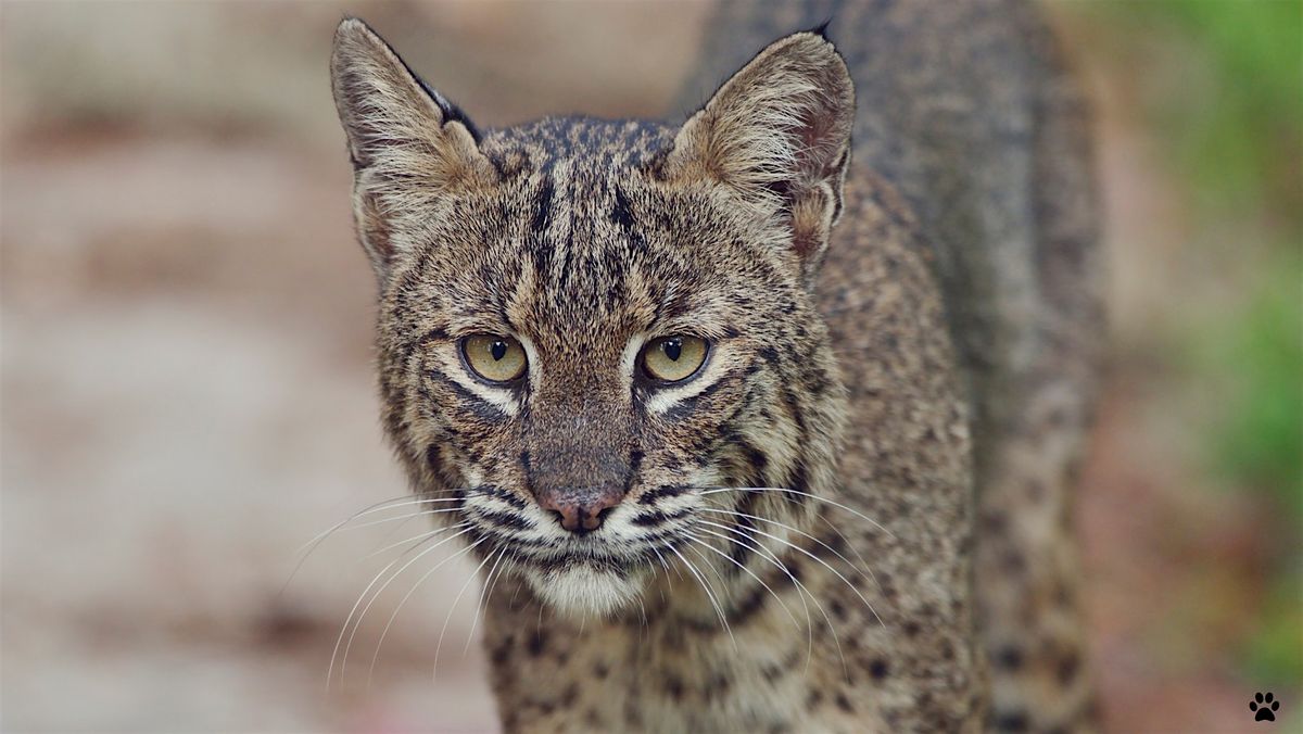 Cat Tales: Florida's Native Felines