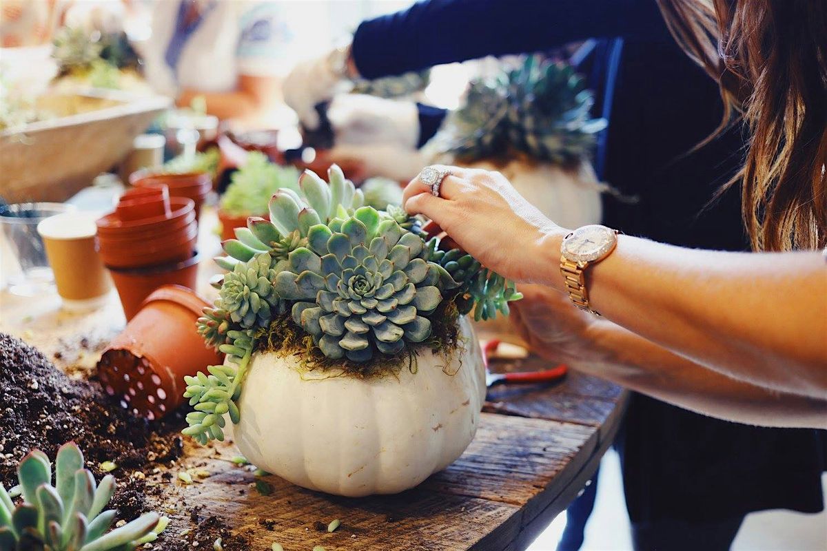 Pumpkin Succulent Workshop at Das Bierhalle Parkville