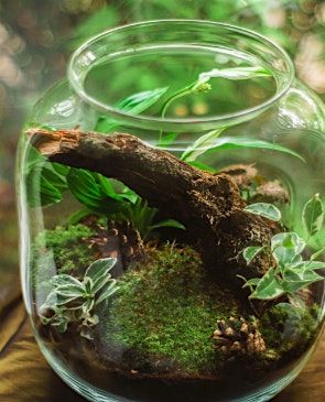 Sensational Summer: Take Home Terrarium