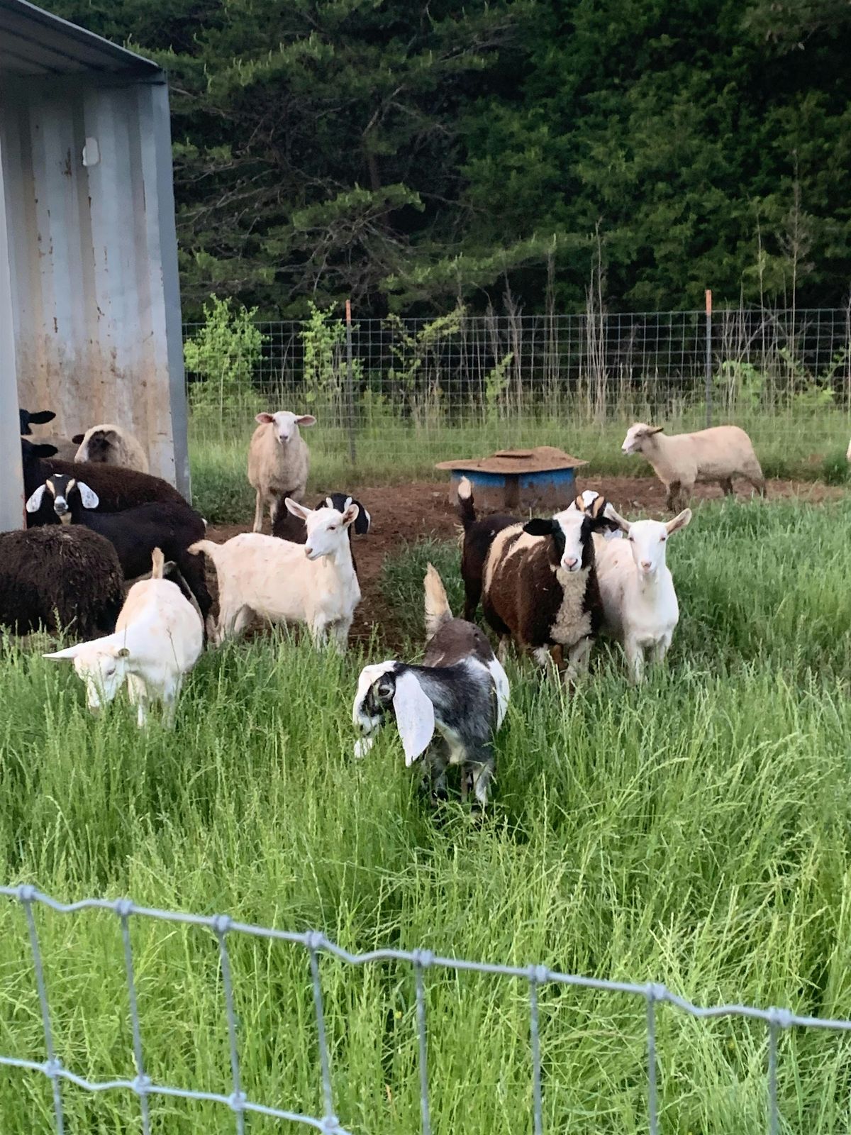 Raise healthy, happy sheep & goats with regenerative forage practices