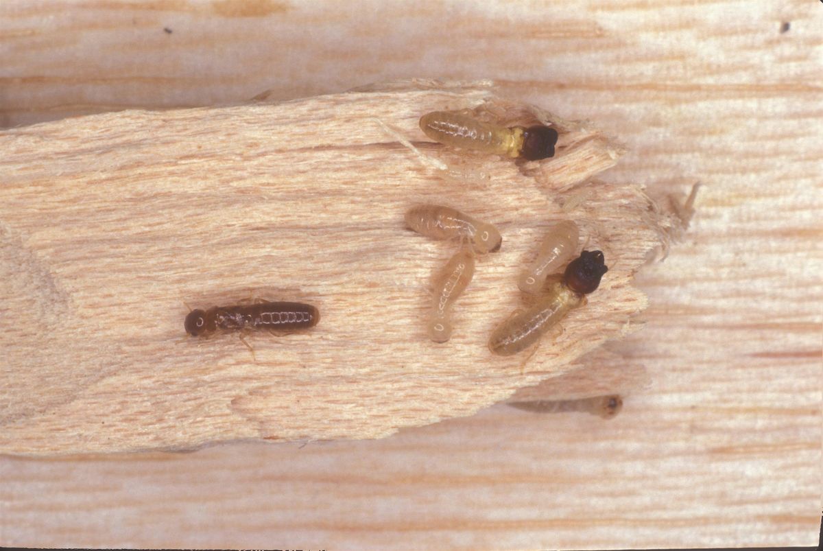 PMU Termite Foundations, Sept 10-12, 2025 - IN PERSON
