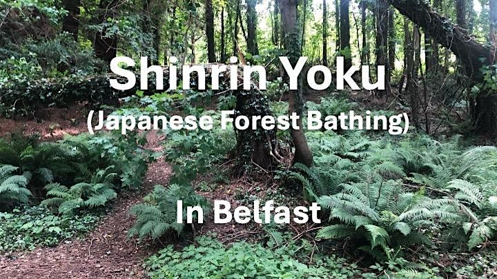 Forest Bathing at Minnowburn, Belfast