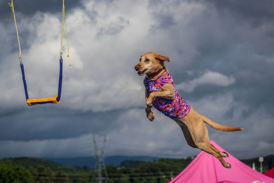 VA Adventure Cluster NADD Dock Diving (Fishersville) Augusta Expo, Staunton, VA June 8 to