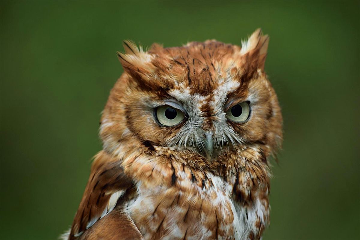 Tree Time: Owls II