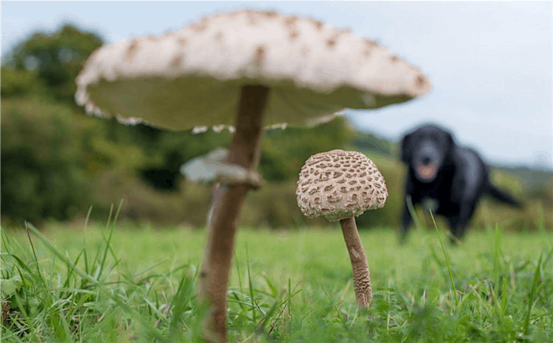 Fungi Foray - Riddlesdown