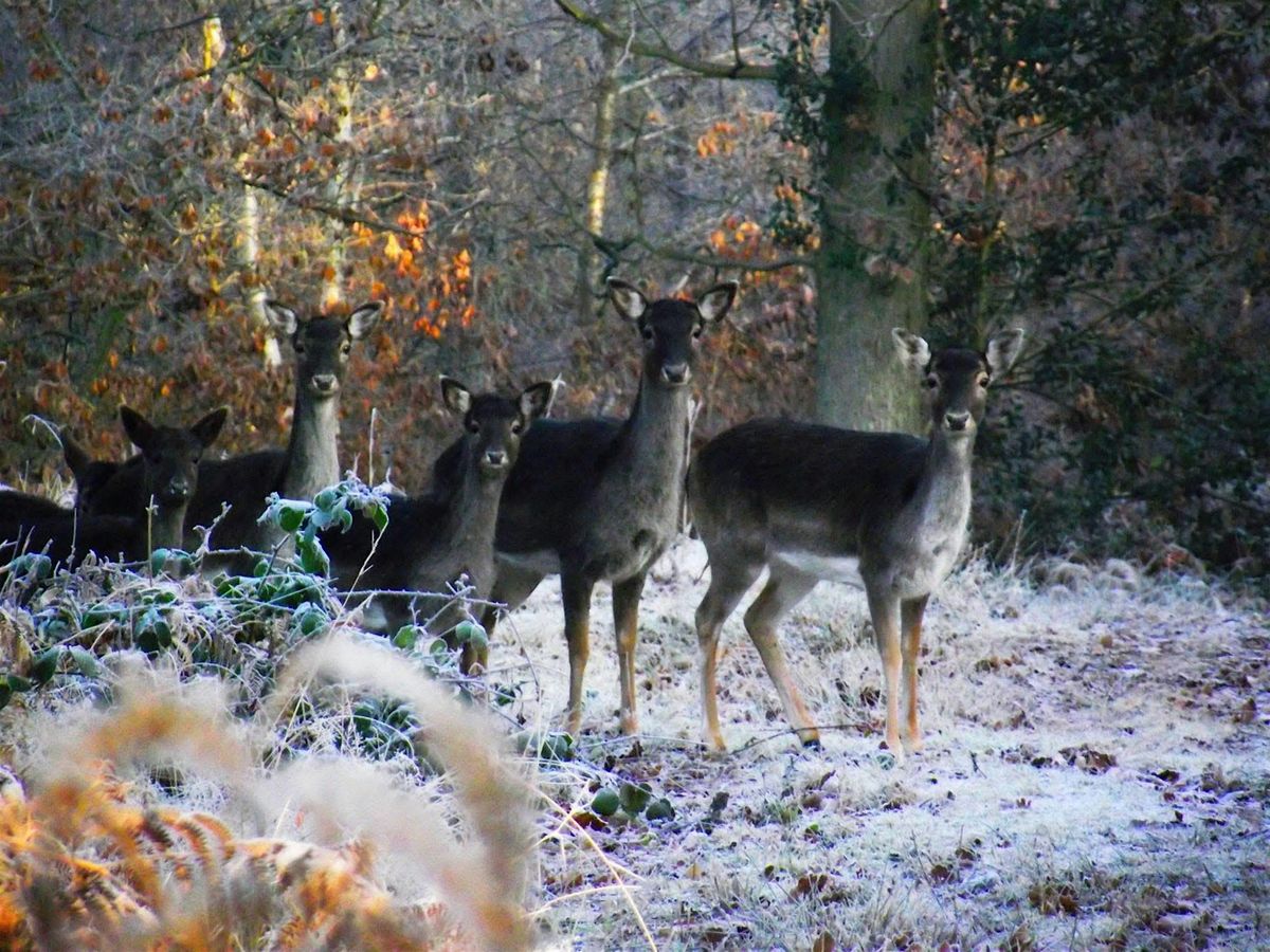 Wyre forest - expert deer talk
