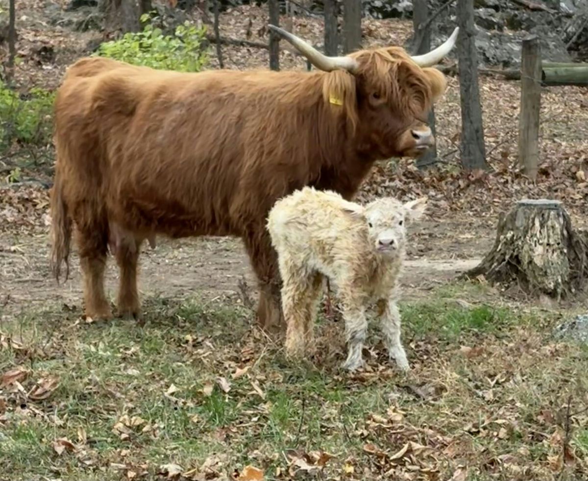 Highland Cow Meet and Greet