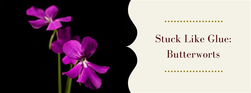 Stuck Like Glue: the World of Butterworts