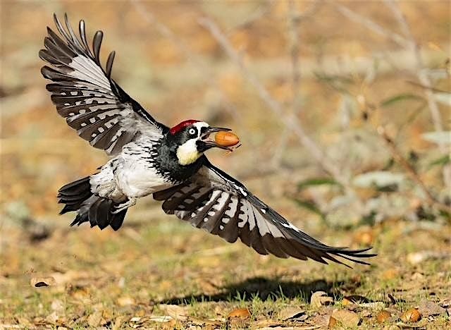 The Secret Lives of North American Woodpeckers
