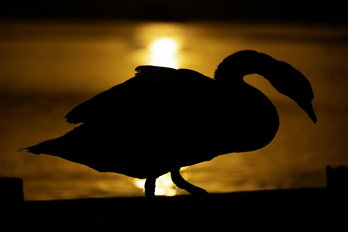 Beginners Wildlife Photography Workshop