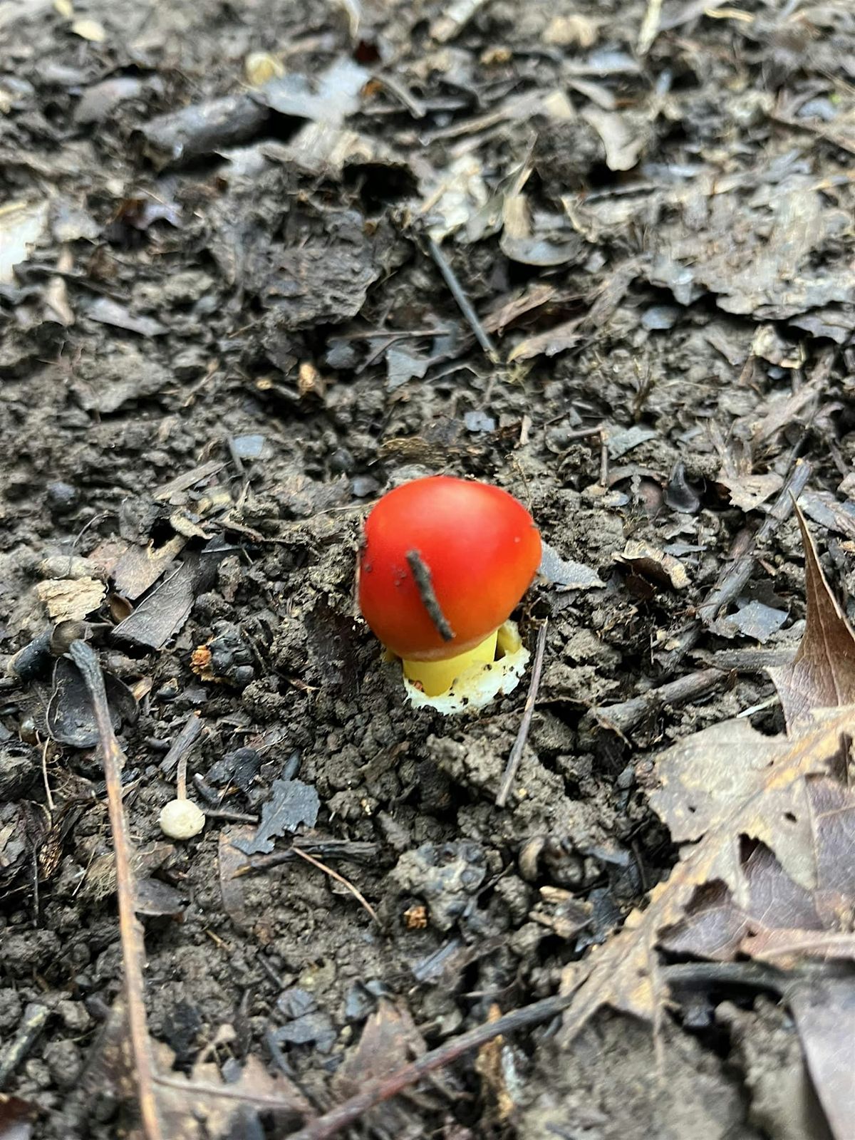 Fall Forest Treasures: Fungi & Nut Foraging Expedition