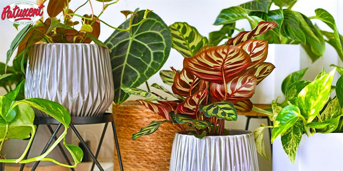 Houseplants 101 \u2013 Meet Our Plant People