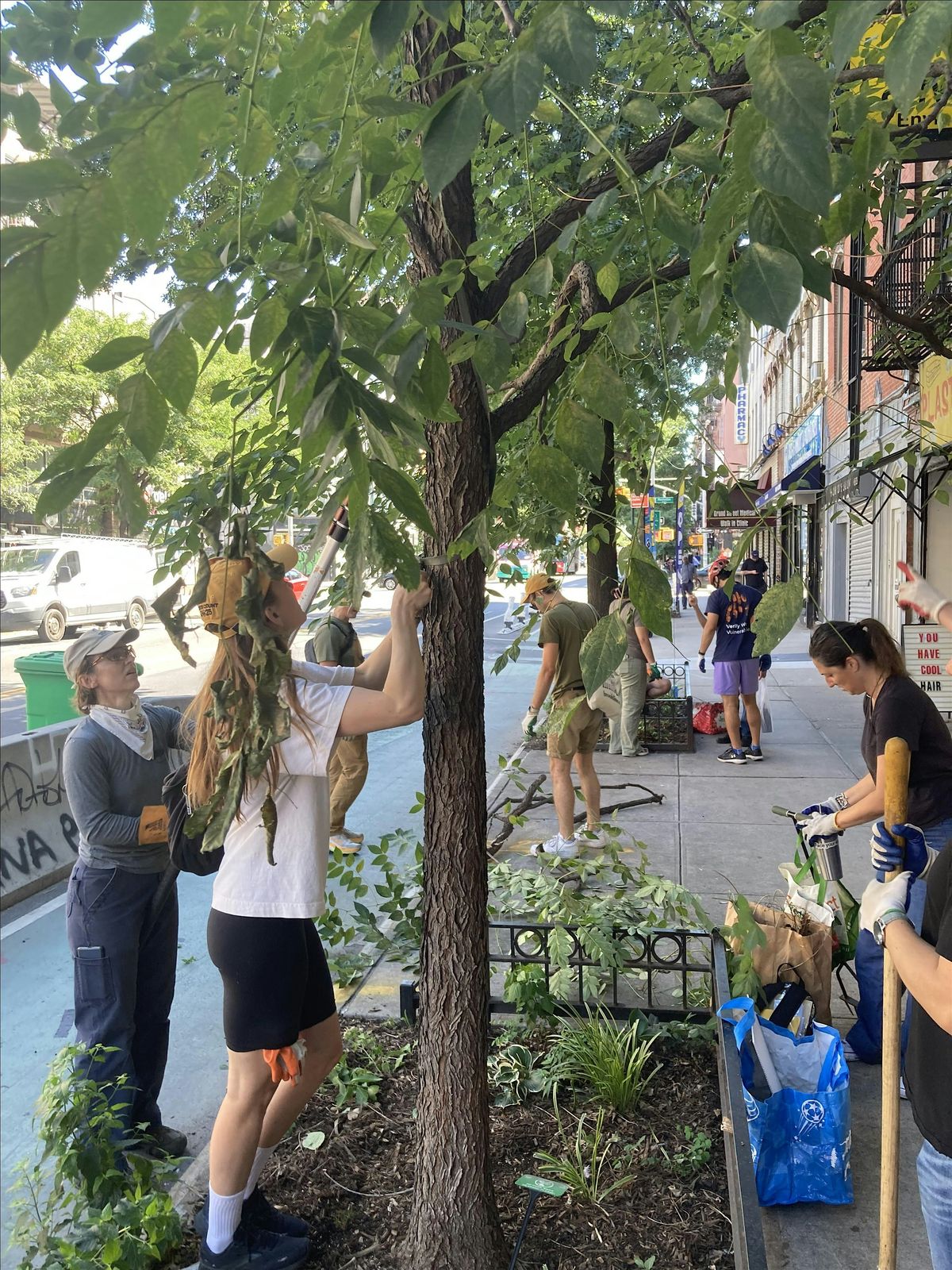 Street Tree Care with New Brown Memorial Baptist Church