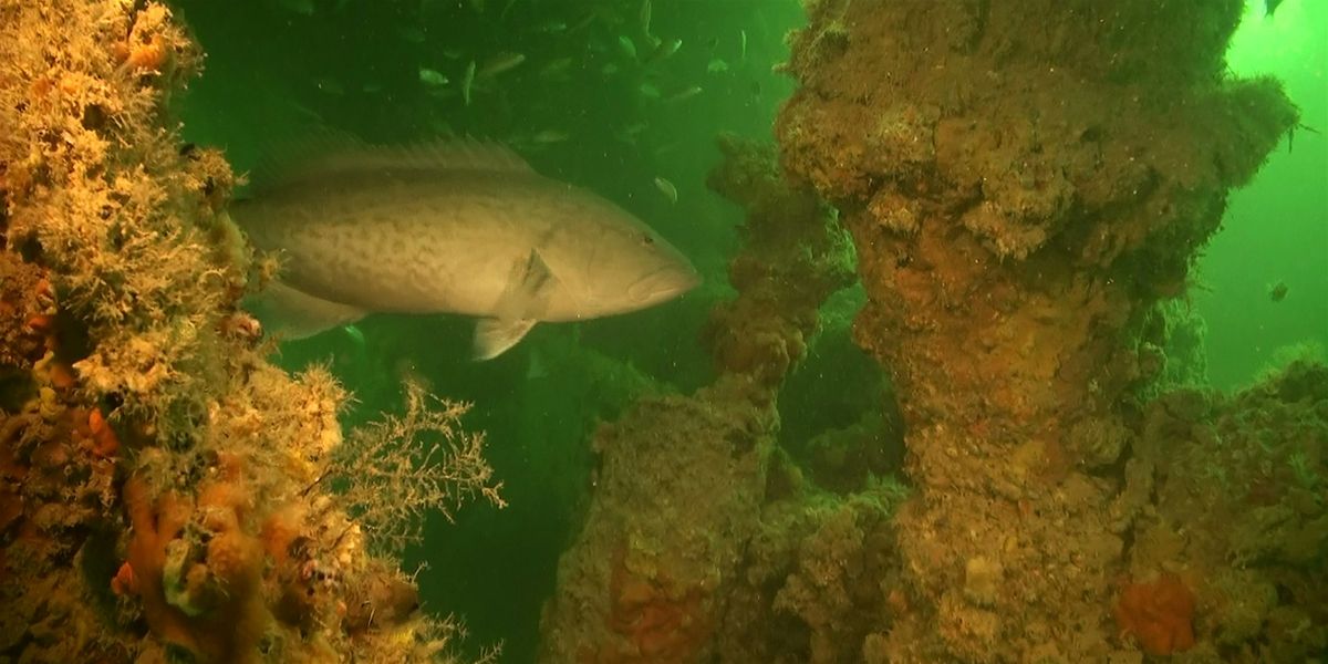 SW FL Regional Artificial Reef Workshop 2026