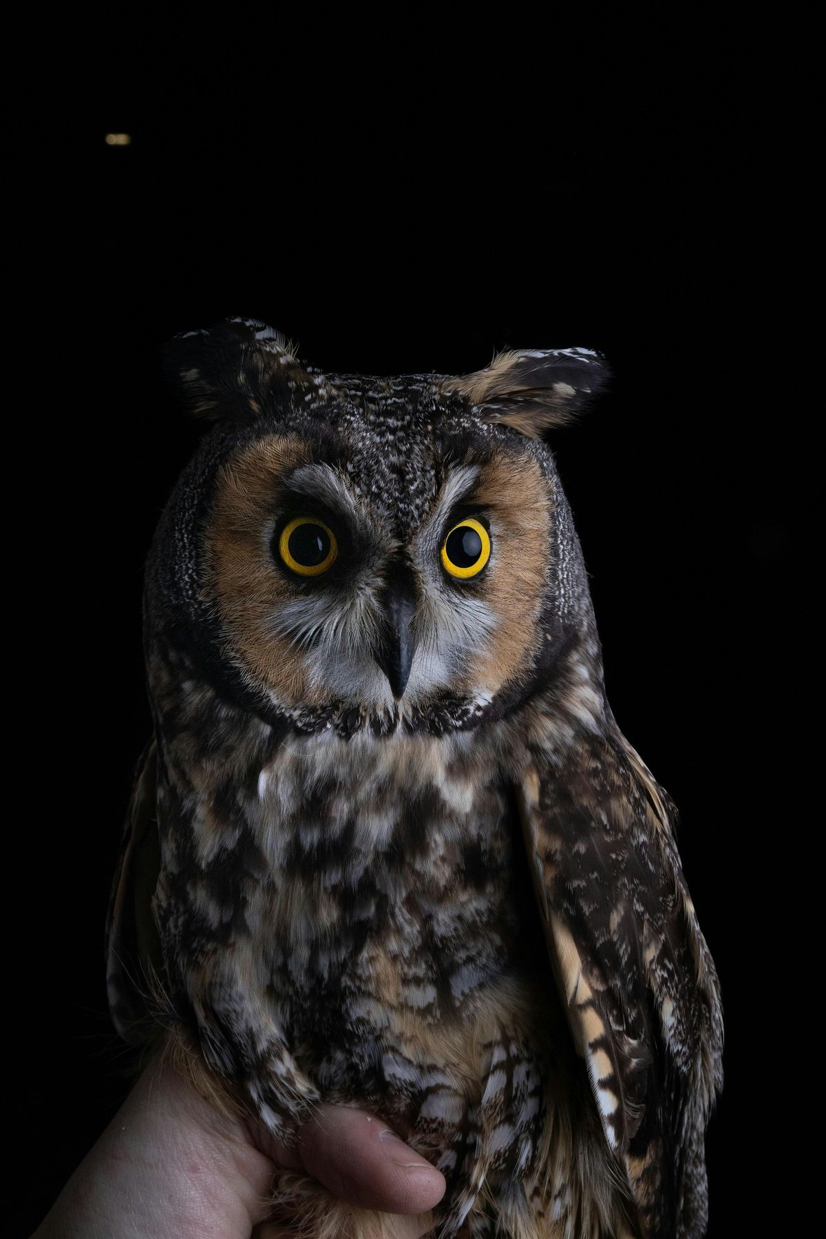 Talk of the Sourlands: Ghosts of the Taiga\u2014Secret Lives of Migratory Owls