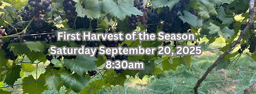 First Harvest of the Season at Broken Creek Vineyard