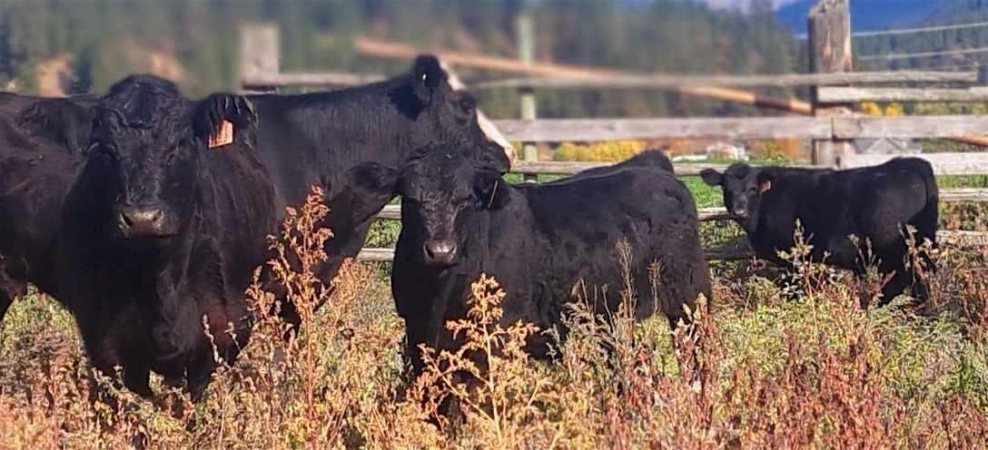 Livestock Management Workshop - Creston