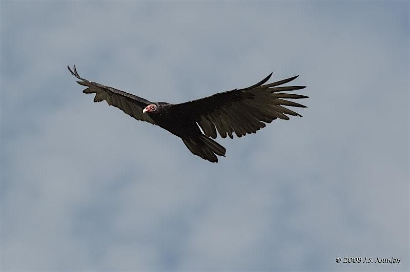 Turkey Vulture Venture