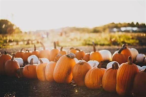 AFTERNOON PUMPKIN CARVING AT THE FARM