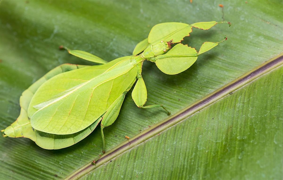 Bugs, Butterflies, and Bees