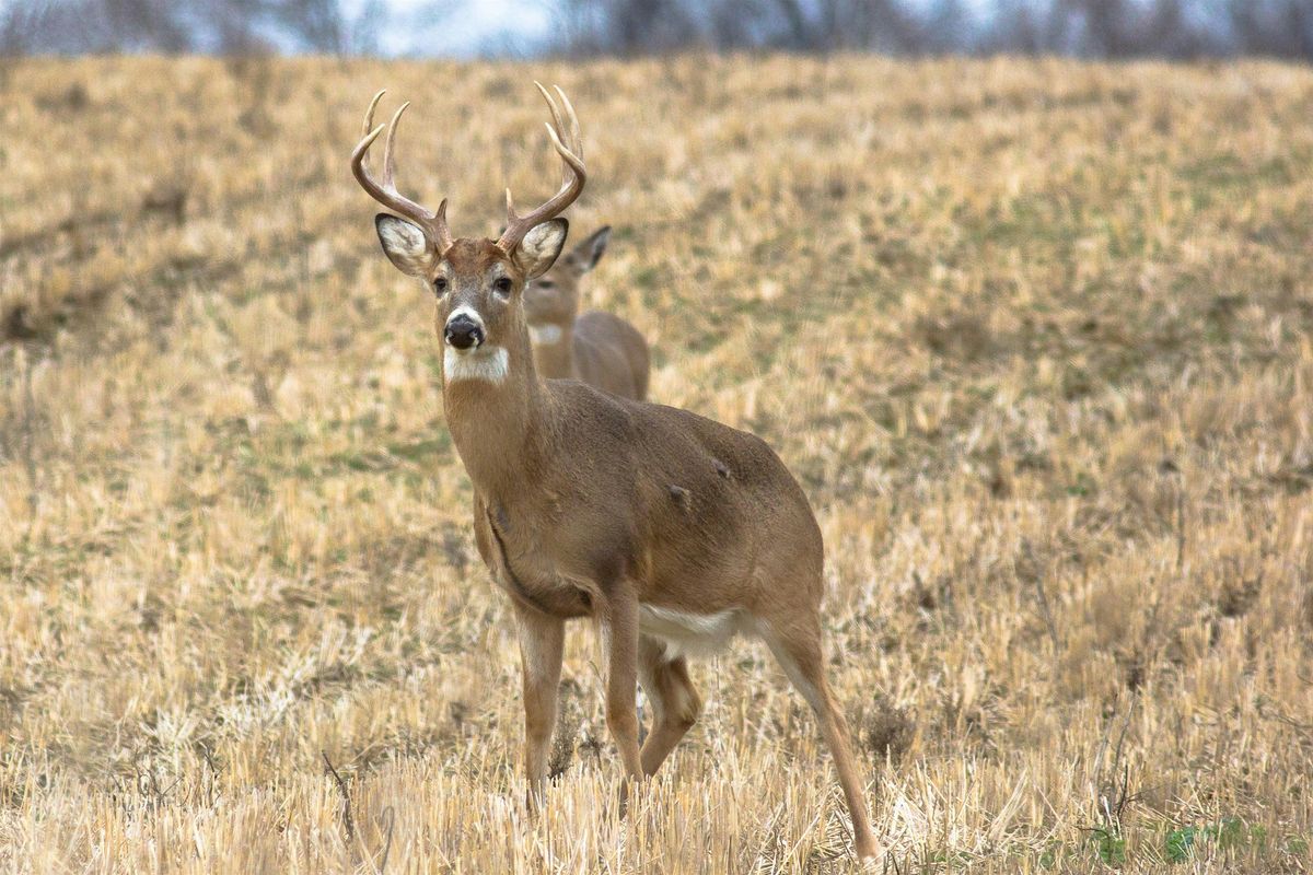 Archery Deer Workshop - Learn to blood track deer and sight in your bow!