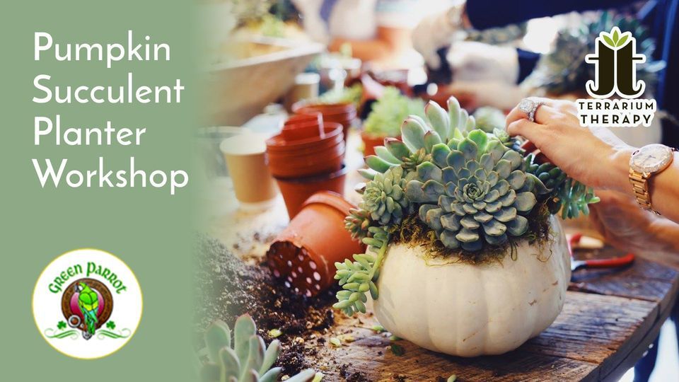 In-Person Pumpkin Succulent Workshop at Green Parrot Restaurant