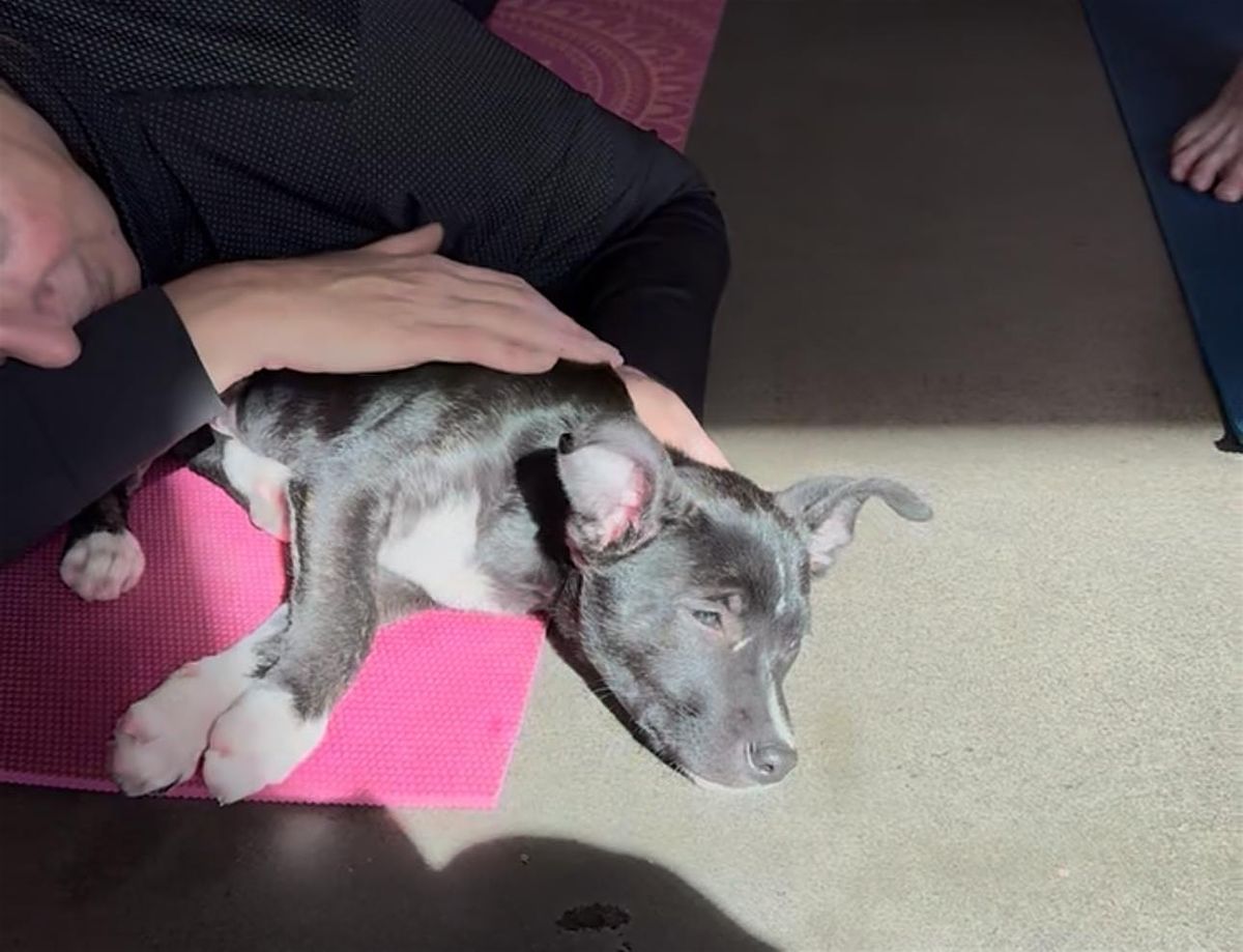 Rescue Puppy Yoga - McGregor Square