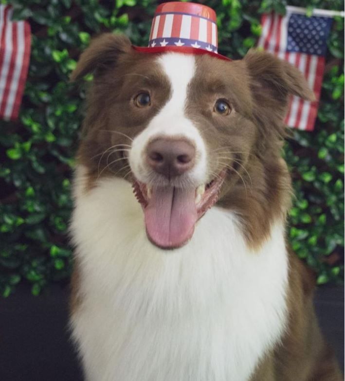 Paws, Pints, And Tats Memorial Day Celebration 