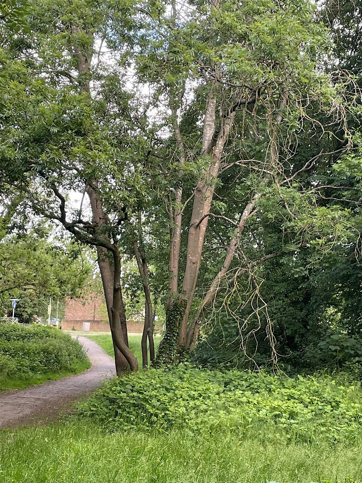 Feeling Chipper at Bedgrove Spinney