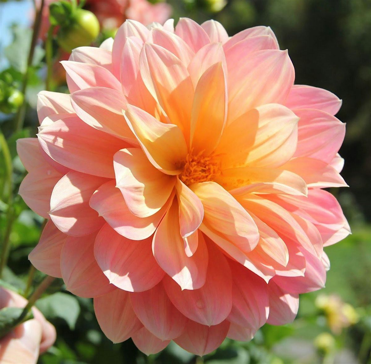 Learn to Grow: Growing Ornamentals