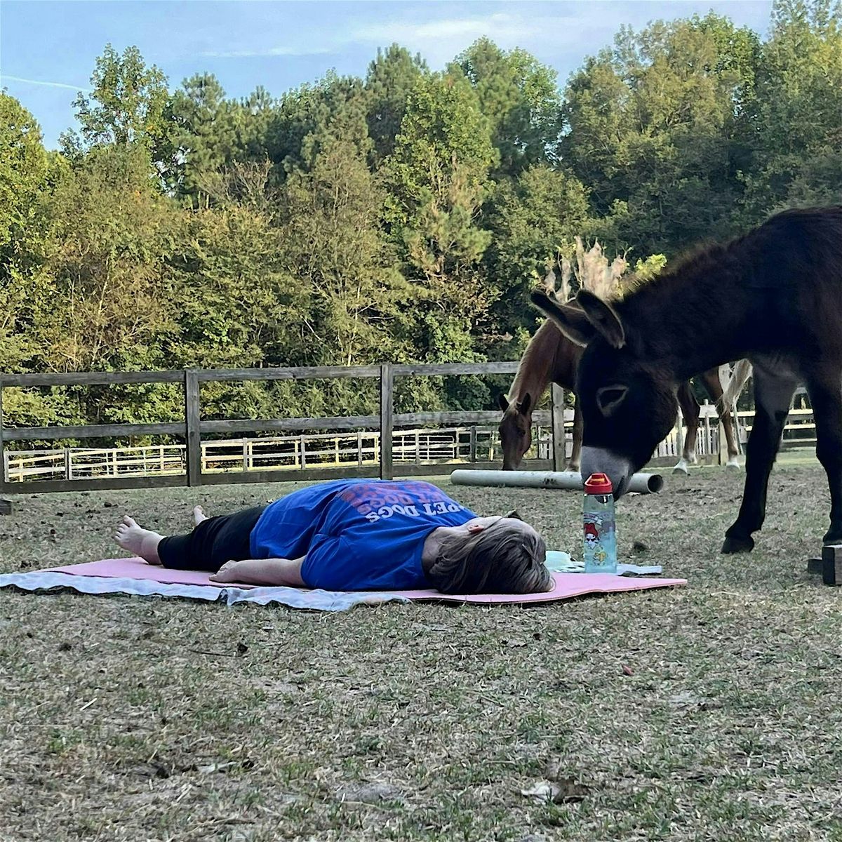 Stretching & Meditation with Horses: Sundays at 5:30 PM