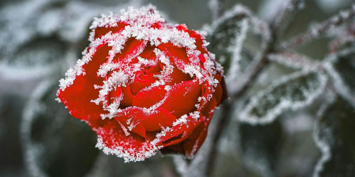 Sensitive & Strong - The Hidden Power of the Highly Sensitive Person (HSP)