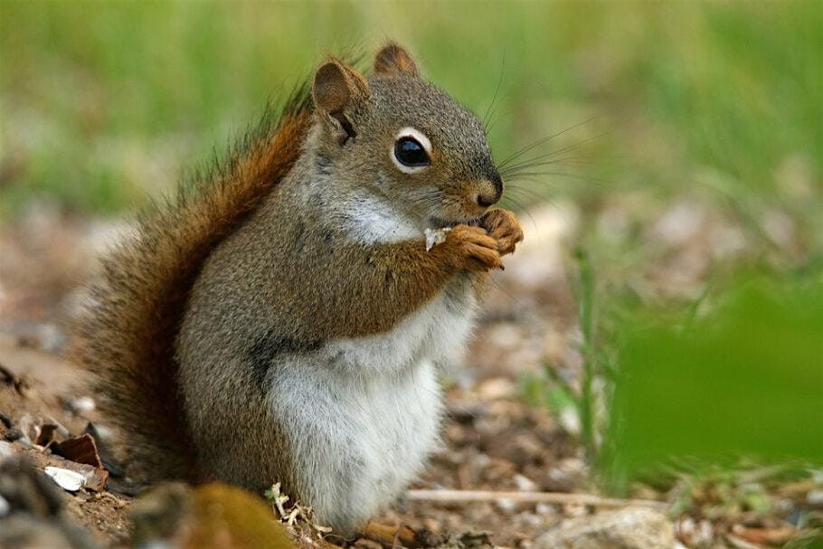 Kids n' Critters: Nature Class for Ages 3\u20135