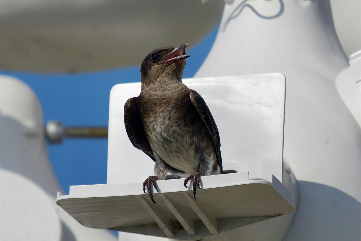 Nest Check: Strolling Science