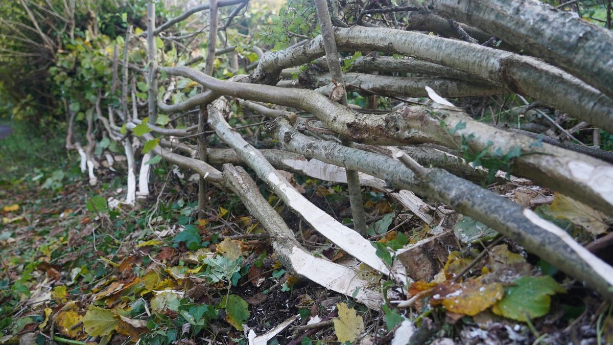 Hedgelaying at Barrs Court Moated Park
