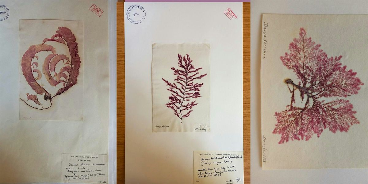 Treasures of the Deep Book Club - Looking Down at the Stars