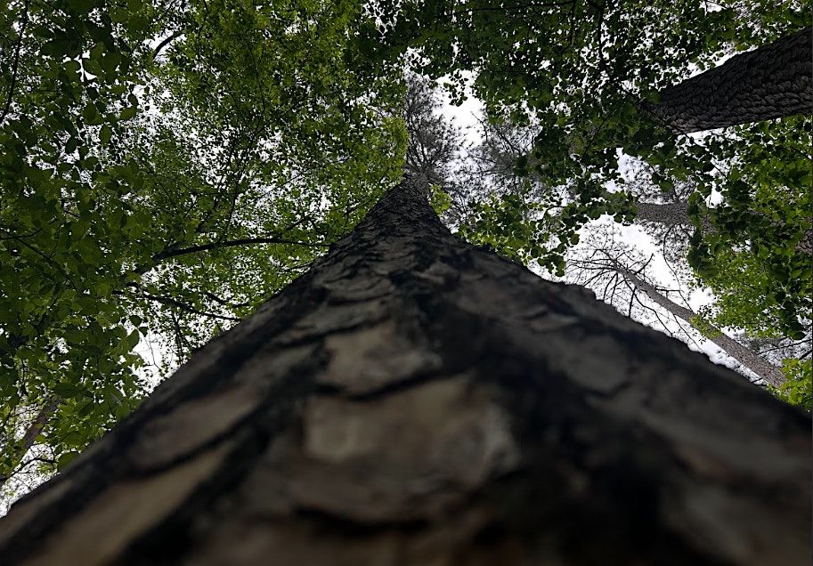 Trees of the Preserve