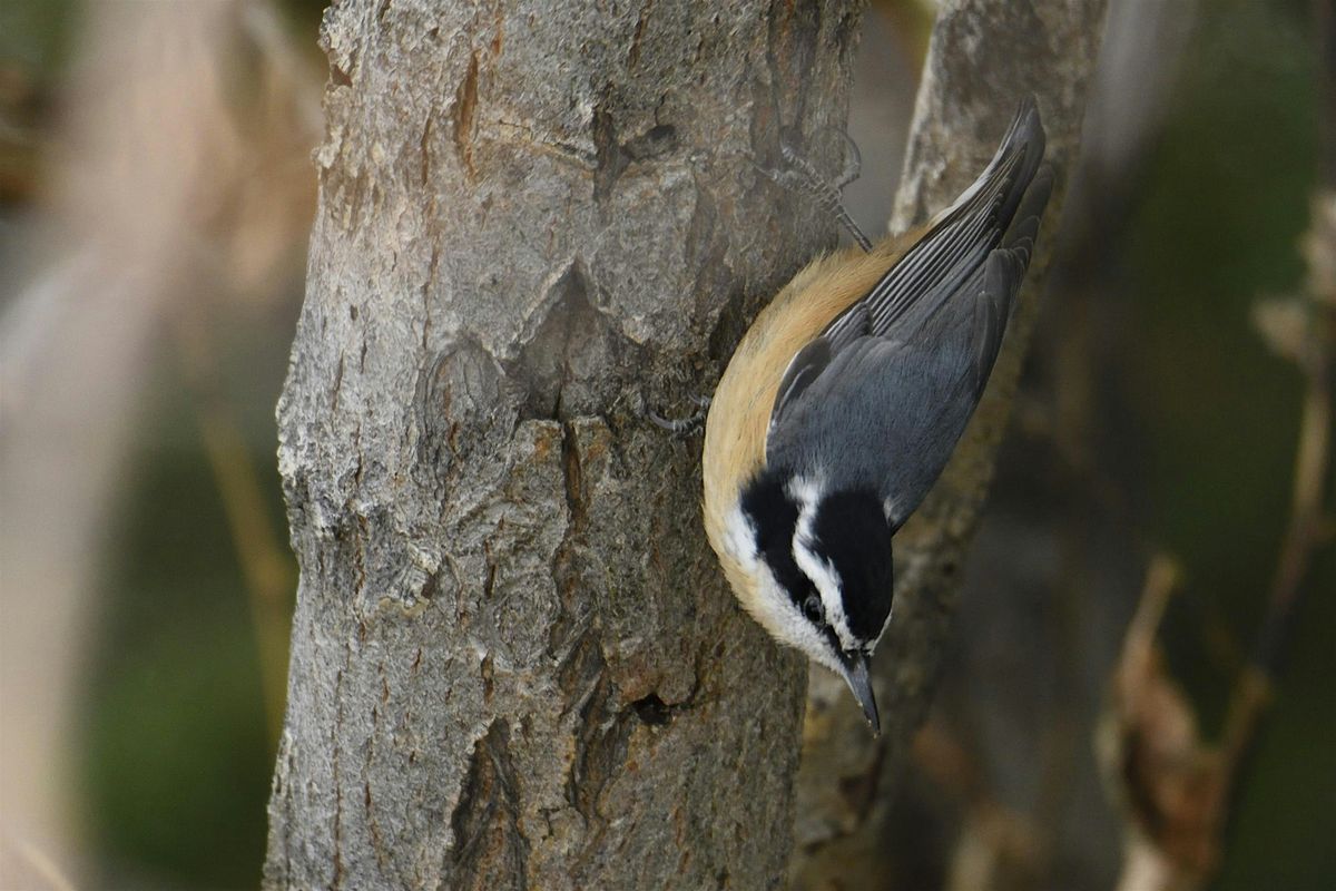 Pause, Look & Listen: Idaho Shakespeare Festival Grounds