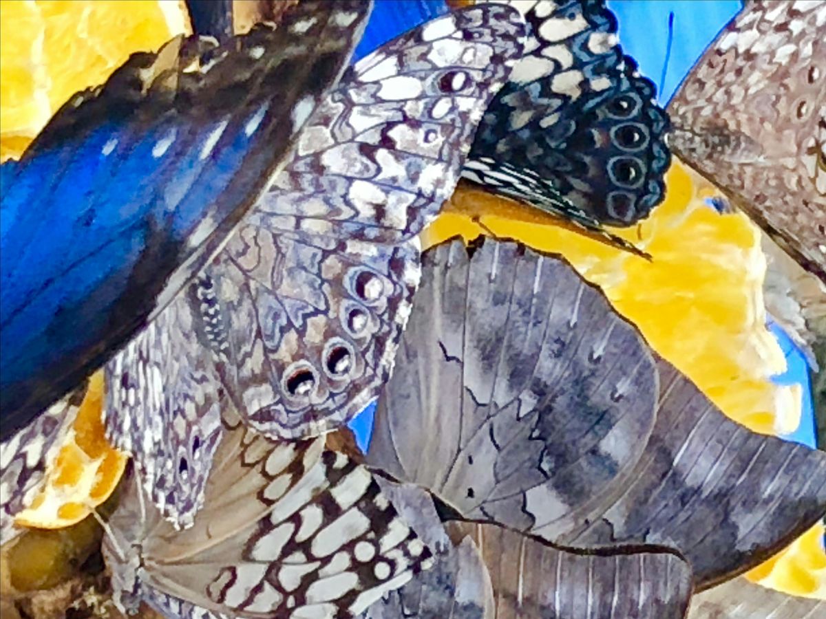 Koans at the End of Life: A Hospice Worker's Story