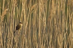 Cossington Bird Survey Walk