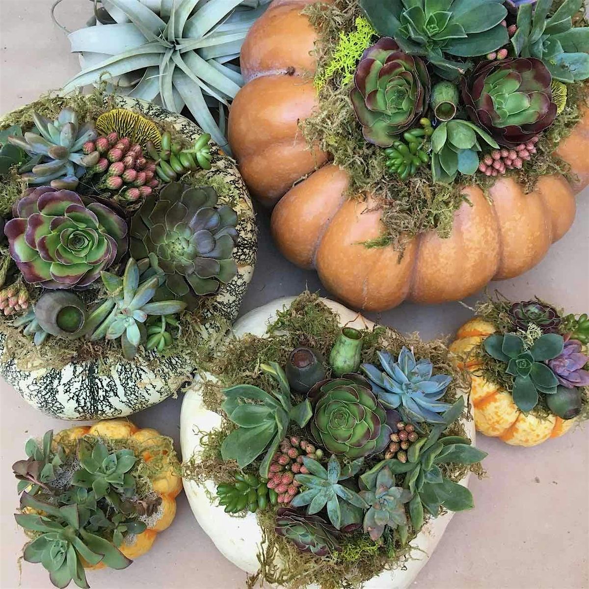 Succulent Pumpkin Workshop: A Harvest of Creativity