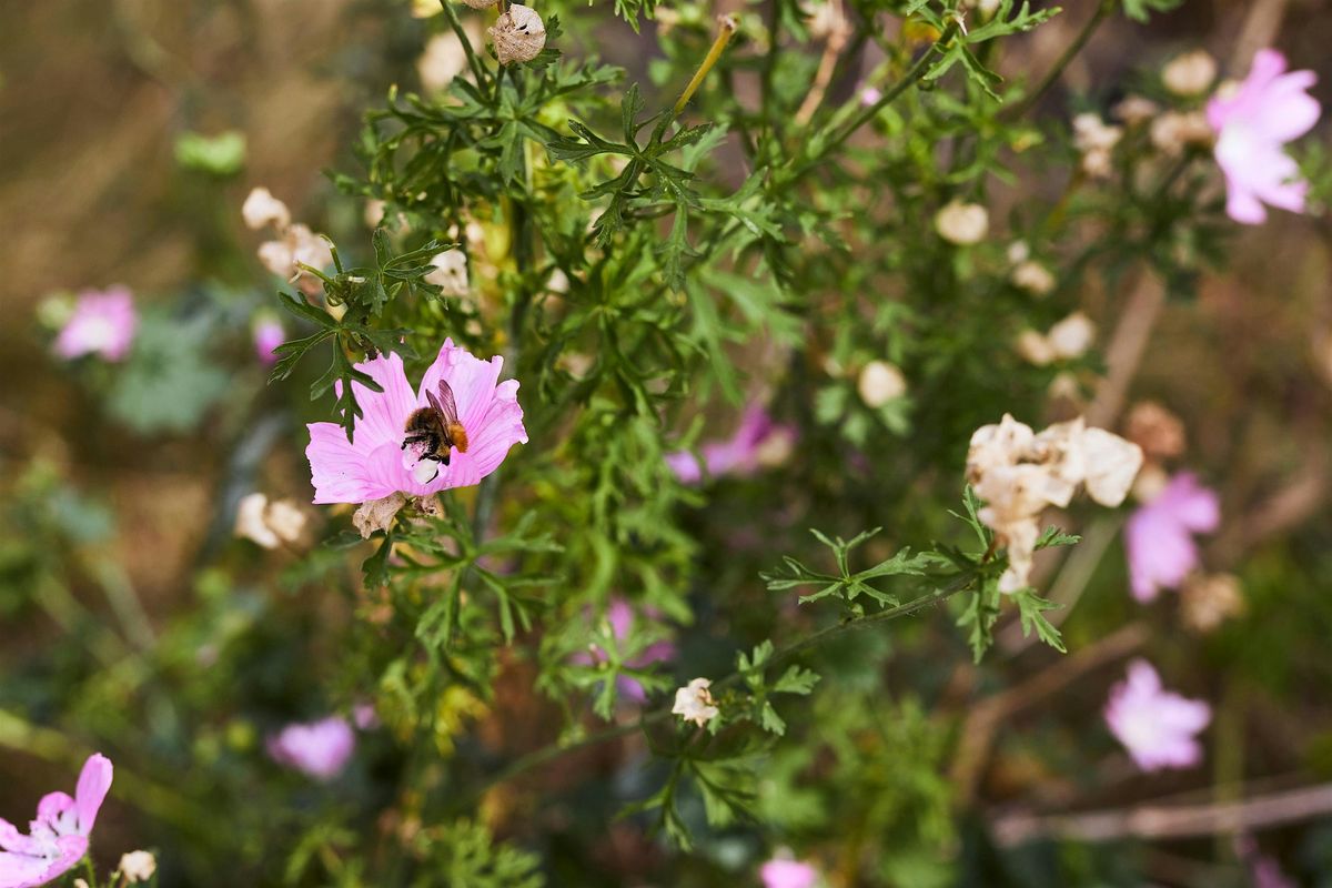 Gardening for Wildlife