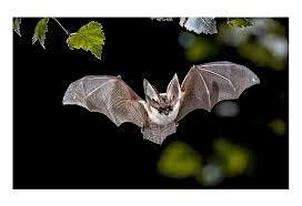 Nocturnal Animal Hike