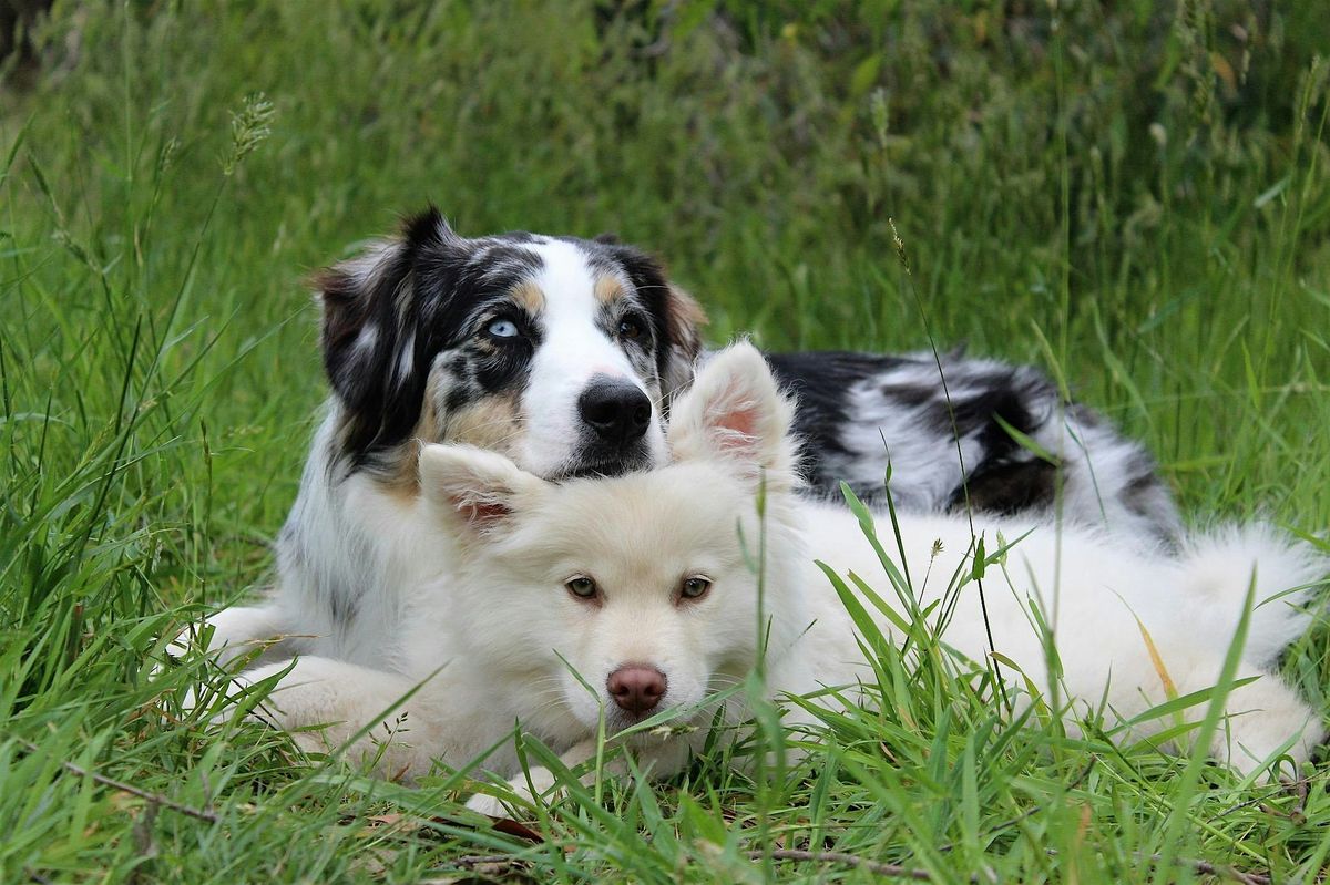 Dog Obedience - Level 1 - Fall