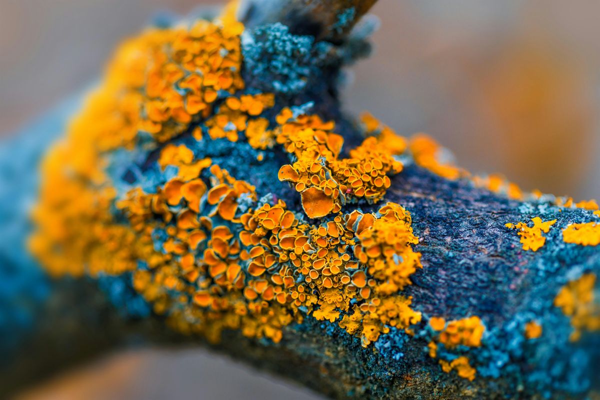 Microscopy Abstract - Lichen