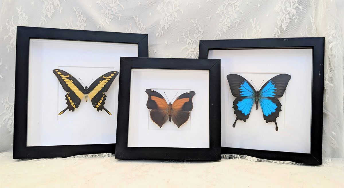 Intro To Entomology: Butterfly Pinning Class
