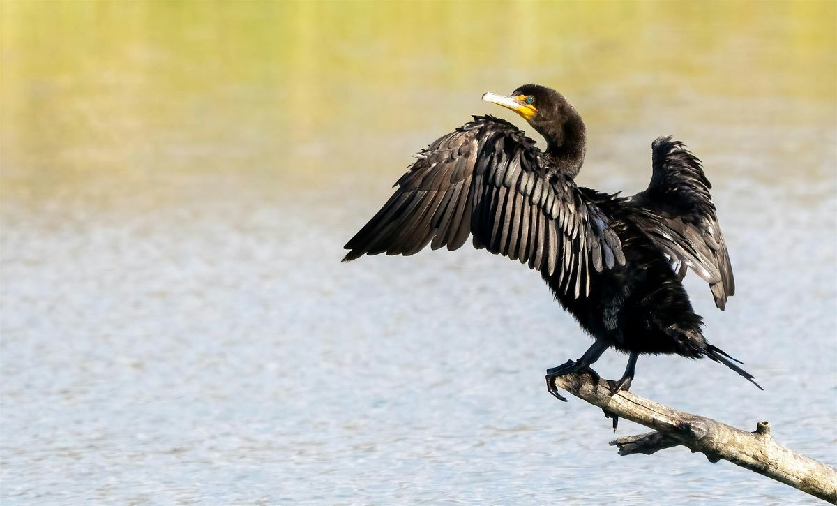 Humbug Marsh Birding Field Trip