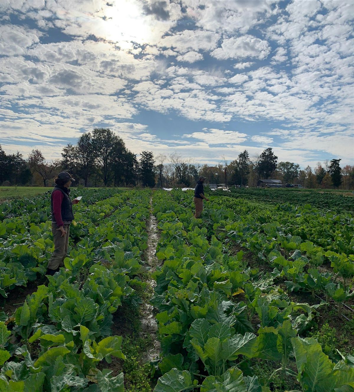 Volunteer at Arcadia's Production Farm- Dogue